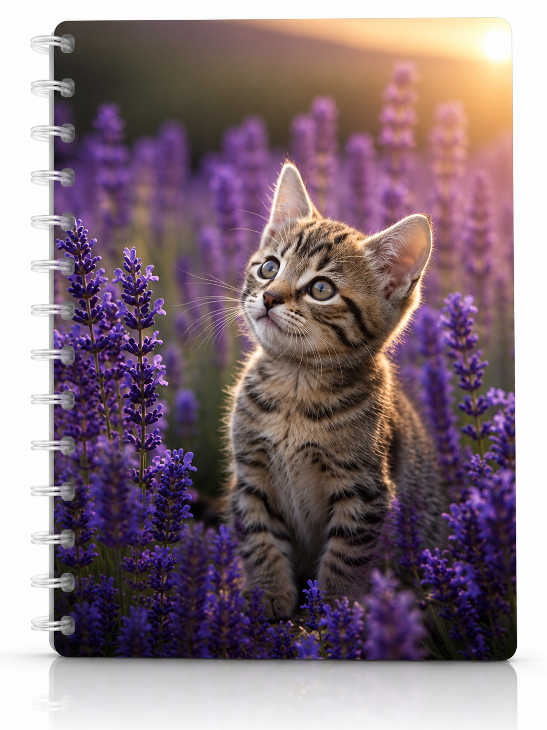 Copertina Gattino tra i fiori di lavanda