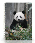 Copertina Panda